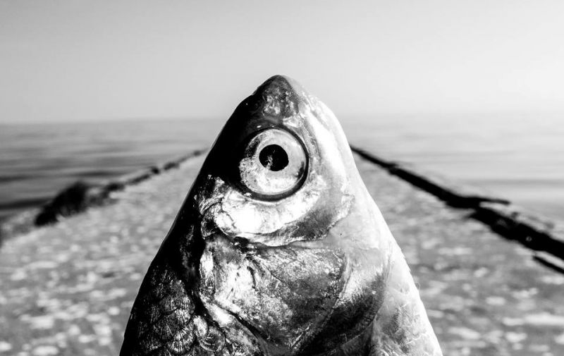 Nuotrauka iš fotografo Tomo Tereko parodos „Fish Eye“, akimirka ant Kuršių marių molo Nidoje.